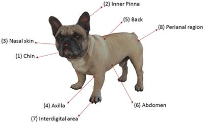 Individual Signatures Define Canine Skin Microbiota Composition and Variability